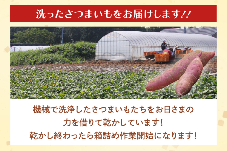 【2025年12月より順次発送】茨城県産 紅はるか 訳あり サイズミックス　約5kg｜訳あり わけあり 訳アリ さつまいも サツマイモ さつま芋 紅はるか べにはるか 芋 いも 茨城県産 行方市(FU-1)