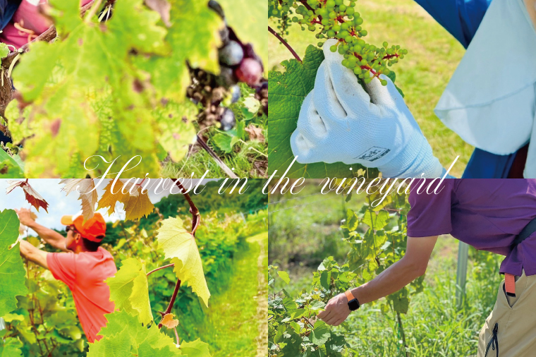 スパークリングワイン「泡3種セット」｜ワイン スパークリングワイン ボトルワイン 酒 お酒 酒類 ボトル ぶどう ブルーベリー ロゼ セット ワインセット 茨城県 行方市(GQ-6)