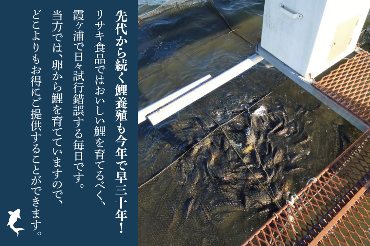 【2025年10月より順次発送】鯉の甘煮 5切セット｜鯉 鯉料理 甘煮 鯉の甘煮 煮魚 魚介 おかず セット 茨城県 行方市(HF-2)