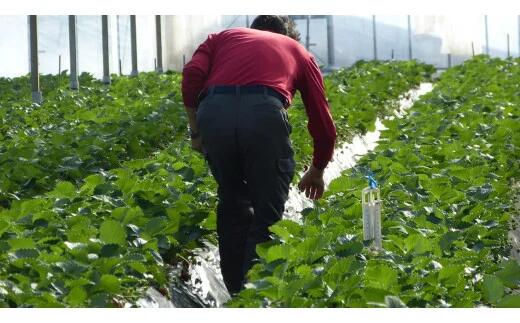 【2026年2月発送】甘～い！いちご やよいひめ 3箱(1箱：12粒～15粒入り)｜いちご イチゴ 苺 ストロベリー やよいひめ 果物 くだもの フルーツ 先行予約 茨城県 行方市(V-6)