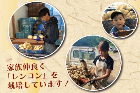 【2025年8月以降より順次発送】レンコン　約4kg｜茨城県 行方市 ふるさと納税 蓮根 レンコン(EG-1)