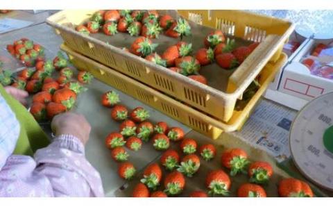 【2026年2月発送】★数量限定★爽やかな甘味！いちご（かおり野）15粒入り 2箱｜いちご 苺 フルーツ 果物 かおり野 茨城県 行方市(W-2)