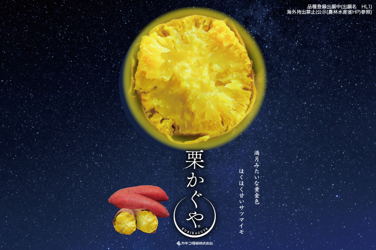 【2026年7月より順次発送】希少な新品種！７月限定「行方の黄福(栗かぐや)」さつまいも 約5kg｜さつまいも サツマイモ さつま芋 お芋 希少 新品種 栗かぐや 先行予約 茨城県 行方市(AE-88)