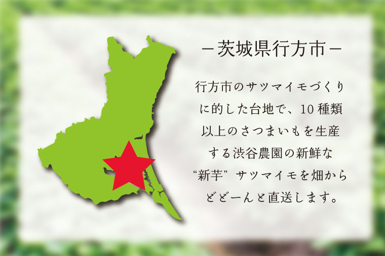 【2025年11月より順次発送】2025年度産 さつまいも しろほろり 約10kg｜さつまいも 芋 お芋 しろほろり 渋谷農園 先行予約 茨城県 行方市(BZ-42)