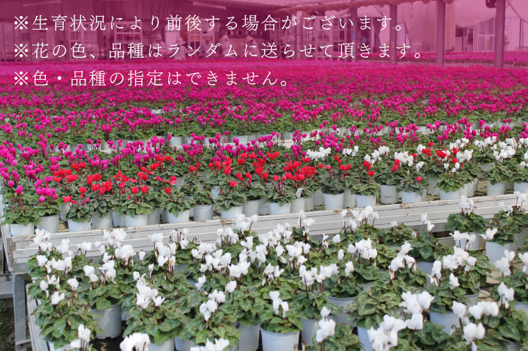 【2025年10月より順次発送】須貝花園 ミニシクラメン(3.5号鉢) 15鉢セット｜シクラメン ミニシクラメン 花 季節の花 セット 須貝花園 先行予約 茨城県 行方市(C-1)