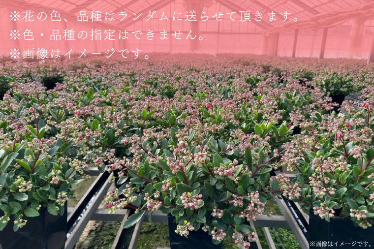 【2026年2月より順次発送】須貝花園 カランコエ 2鉢(5号鉢)｜カランコエ 花 多肉植物 季節の花 須貝花園 先行予約 茨城県 行方市(C-15)