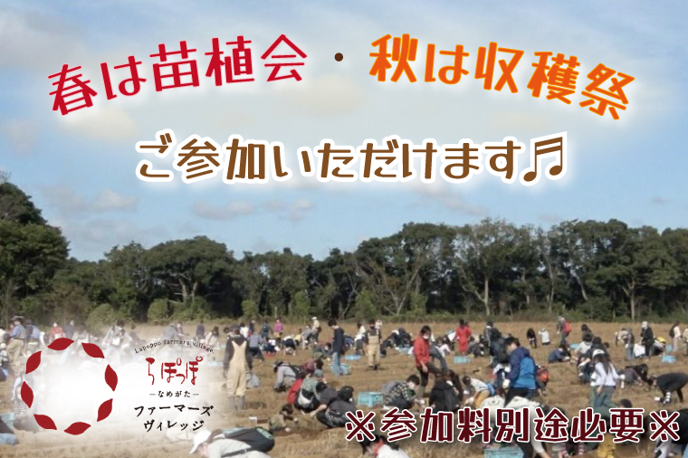 【早割C1プラン】2026年度おいも株オーナー制度 1口｜さつまいも 芋 サツマイモ お芋 おいも株 株 オーナー いばらきゴールド 野菜 野菜セット 定期便 らぽっぽファーム 体験 農園 茨城県 行方市(CQ-10-1)