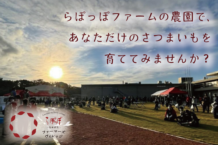 【早割Aプラン】2026年度おいも株オーナー制度 1口｜さつまいも 芋 サツマイモ お芋 おいも株 株 オーナー いばらきゴールド らぽっぽファーム 体験 農園 茨城県 行方市(CQ-8-1)