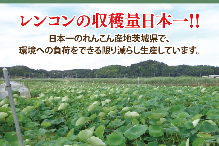 【2025年9月中旬より順次発送】【真空パック】【洗い】【柔らかい】「横瀬農園の芽バスれんこん」 約２kg（400?500ｇ×4?5袋）/ 農家直送 レンコン れんこん 茨城県産 野菜 根菜 行方市産  新鮮 栄養豊富 生産量 日本一(HB-6)