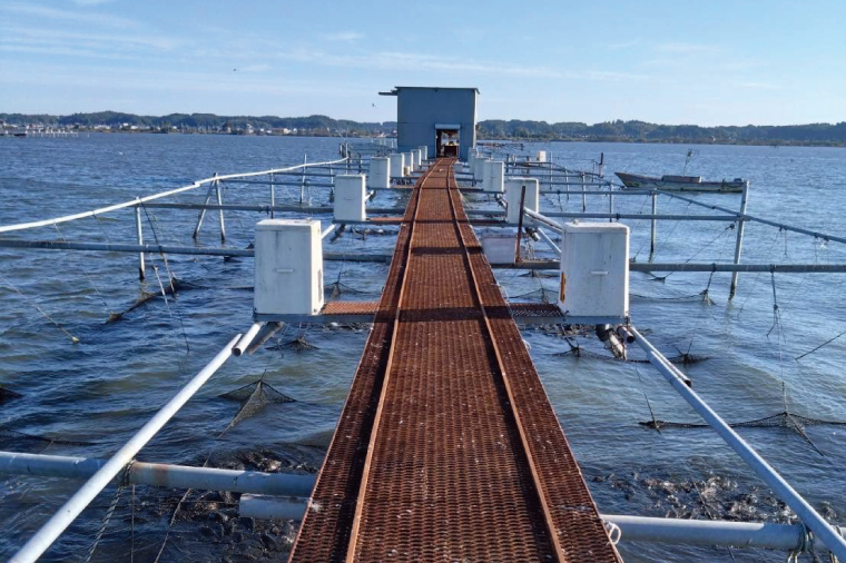 【2025年10月より順次発送】鯉の甘煮 5切セット｜鯉 鯉料理 甘煮 鯉の甘煮 煮魚 魚介 おかず セット 茨城県 行方市(HF-2)