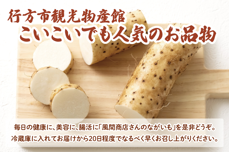【2025年12月より順次発送】風間商店さんのながいも 約12kg(25本前後)｜ながいも いも 芋 長芋 野菜 やさい 人気 美容 健康 腸活 味噌汁 天ぷら 茨城県 行方市 行方市産(HO-3)