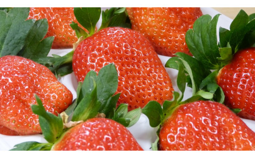 【2026年4月発送】甘～い！いちご やよいひめ 3箱(1箱：12粒～15粒入り)｜いちご イチゴ 苺 ストロベリー やよいひめ 果物 くだもの フルーツ 先行予約 茨城県 行方市(V-4)