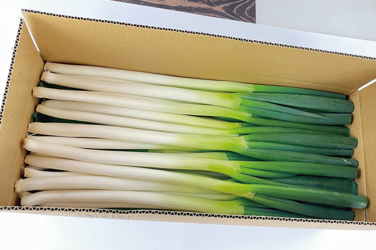 河野農園自慢の新鮮長ねぎ 約5.5kg｜長ネギ 長ねぎ ネギ ねぎ 葱 野菜 やさい 新鮮 茨城県 行方市(HW-2)