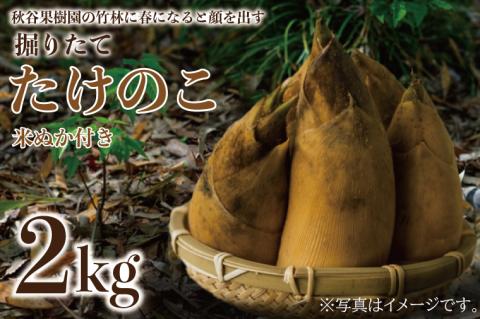【2026年4月より順次発送】たけのこ 約2kg(米ぬか付き)｜たけのこ タケノコ 筍 旬 米ぬか 堀りたて 先行予約 茨城県 行方市(CP-10)