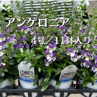 【2026年5月中旬より順次発送】アンゲロニア(4号鉢) 11鉢セット｜アンゲロニア エンジェルラベンダー 花 季節の花 須貝花園 先行予約 茨城県 行方市(C-12)