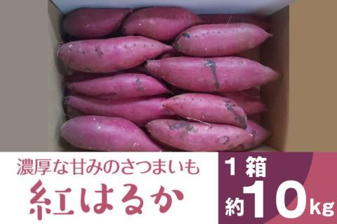 2025年度産 濃厚な甘みのさつまいも 紅はるか 約10kg｜さつまいも 芋 お芋 紅はるか 渋谷農園 茨城県 行方市(BZ-14)