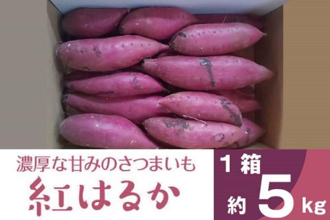 2025年度産 濃厚な甘みのさつまいも 紅はるか 約5kg｜さつまいも 芋 お芋 紅はるか 渋谷農園 茨城県 行方市(BZ-15)
