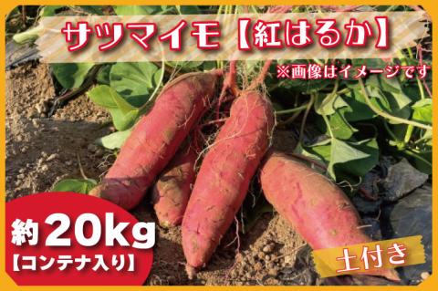BZ-33 【先行予約】【2023年度産】約20kgコンテナ入りサツマイモ（紅 