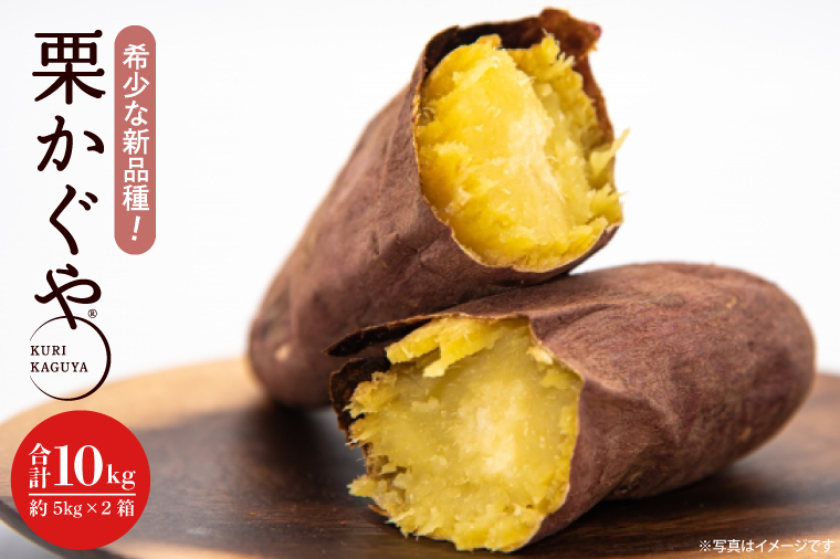 【2026年7月より順次発送】希少な新品種！７月限定「行方の黄福(栗かぐや)」さつまいも 約10kg｜さつまいも サツマイモ さつま芋 お芋 希少 新品種 栗かぐや 先行予約 茨城県 行方市(AE-89)