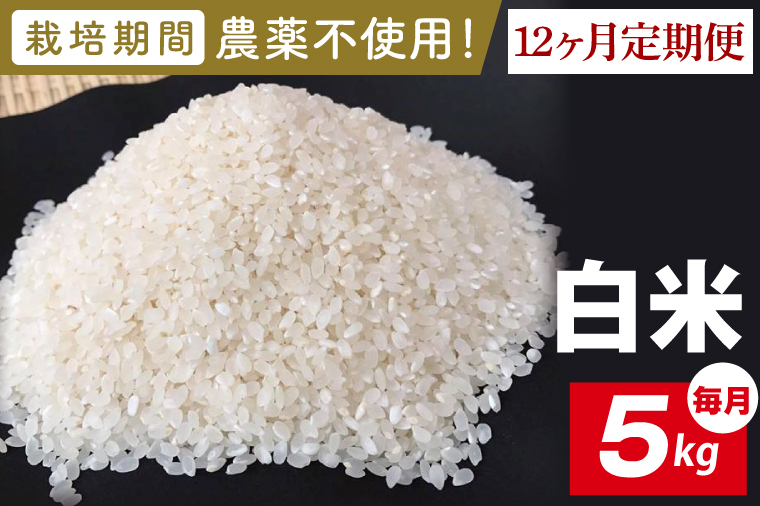 【2026年9月中旬発送開始】【12ヶ月定期便】★栽培期間農薬不使用★茨城県産 R８年産 こしひかり白米 5kg｜茨城県 行方市 ふるさと納税 お米 米 定期便 こしひかり 白米 精米 無農薬（BI-103）