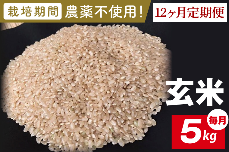 【2026年9月中旬発送開始】【12ヶ月定期便】★栽培期間農薬不使用★茨城県産 R８年産 こしひかり玄米 5kg｜茨城県 行方市 ふるさと納税 お米 米 定期便 こしひかり 玄米 無農薬（BI-104）