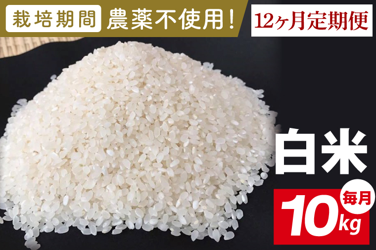 【2026年9月中旬発送開始】【12ヶ月定期便】★栽培期間農薬不使用★茨城県産 R８年産 こしひかり白米 10kg｜茨城県 行方市 ふるさと納税 お米 米 定期便 こしひかり 白米 無農薬（BI-105）