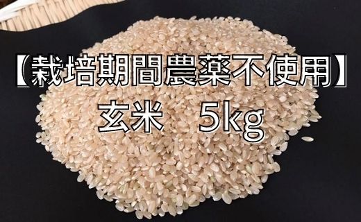【2026年9月下旬より順次発送】【栽培期間農薬不使用】令和8年産こしひかり 5kg(玄米)｜米 お米 こめ こしひかり コシヒカリ 令和8年産 先行予約 茨城県 行方市(BI-60)