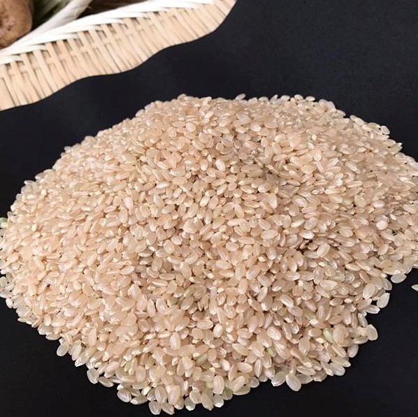 【2026年9月下旬より順次発送】【栽培期間農薬不使用】令和8年産こしひかり 10kg(玄米)｜米 お米 こめ こしひかり コシヒカリ 令和8年産 先行予約 茨城県 行方市(BI-62)