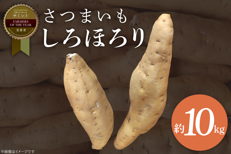 【2025年11月より順次発送】2025年度産 さつまいも しろほろり 約10kg｜さつまいも 芋 お芋 しろほろり 渋谷農園 先行予約 茨城県 行方市(BZ-42)