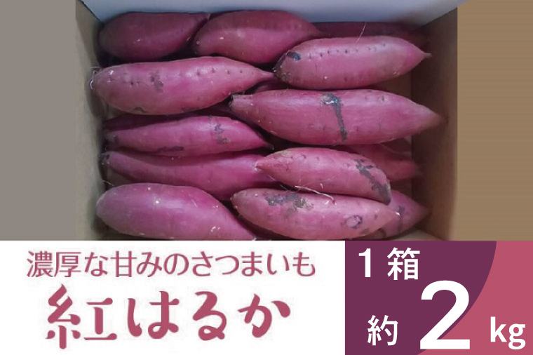 2025年度産 濃厚な甘みのさつまいも 紅はるか 約2kg｜さつまいも 芋 お芋 紅はるか 渋谷農園 茨城県 行方市(BZ-56)