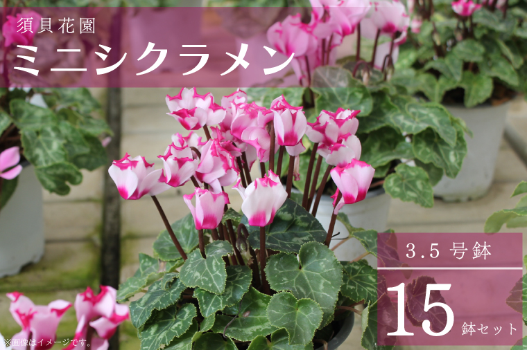 【2025年10月より順次発送】須貝花園 ミニシクラメン(3.5号鉢) 15鉢セット｜シクラメン ミニシクラメン 花 季節の花 セット 須貝花園 先行予約 茨城県 行方市(C-1)
