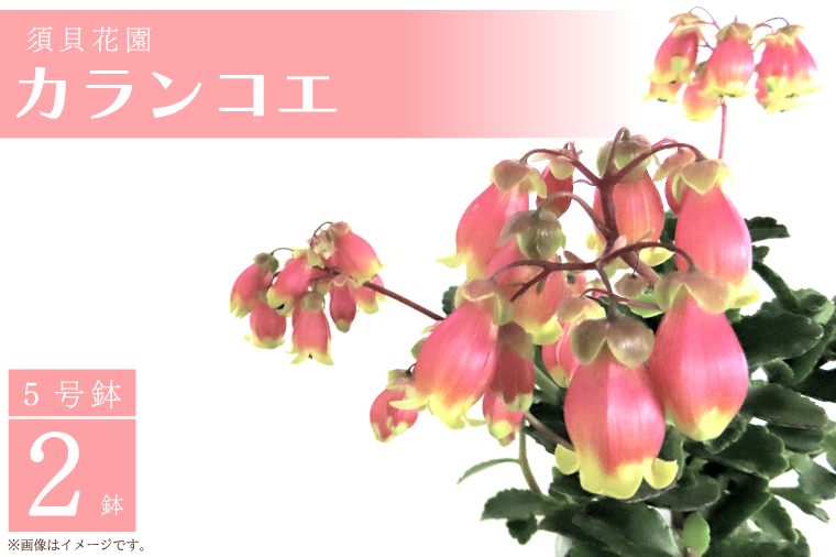【2026年2月より順次発送】須貝花園 カランコエ 2鉢(5号鉢)｜カランコエ 花 多肉植物 季節の花 須貝花園 先行予約 茨城県 行方市(C-15)