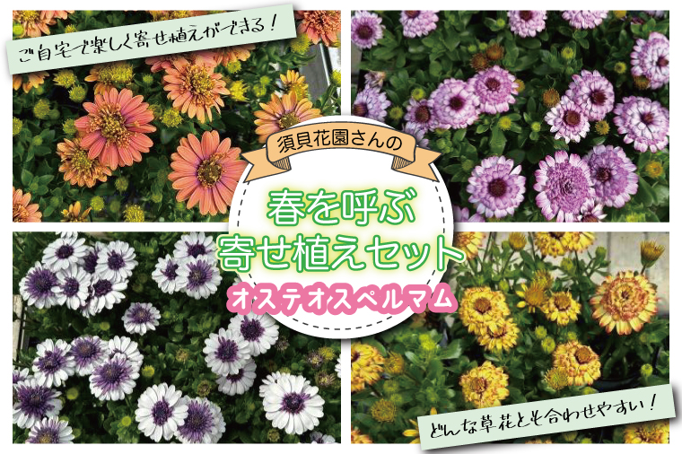 【2026年3月より順次発送】須貝花園さんの春を呼ぶ寄せ植えセット＜オステオスペルマム 4鉢＞｜オステオスペルマム 花 季節の花 寄せ植え 寄せ植えセット セット 須貝花園 先行予約 茨城県 行方市(C-17)