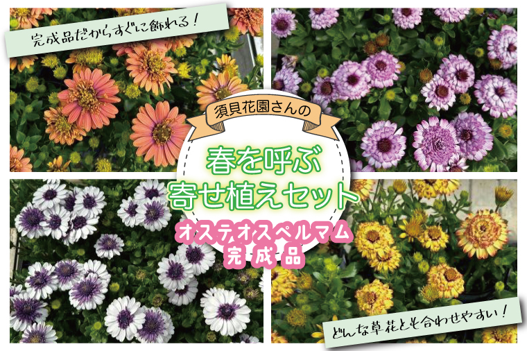 【2026年3月より順次発送】【完成品】須貝花園さんの春を呼ぶ寄せ植えセット＜オステオスペルマム 4鉢＞｜オステオスペルマム 花 季節の花 寄せ植え 寄せ植えセット セット 須貝花園 先行予約 茨城県 行方市(C-18)