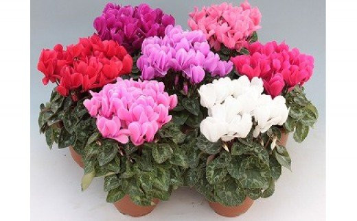 【2025年12月より順次発送】シクラメン 1鉢(6号鉢)｜シクラメン 花 季節の花 須貝花園 先行予約 茨城県 行方市(C-2)