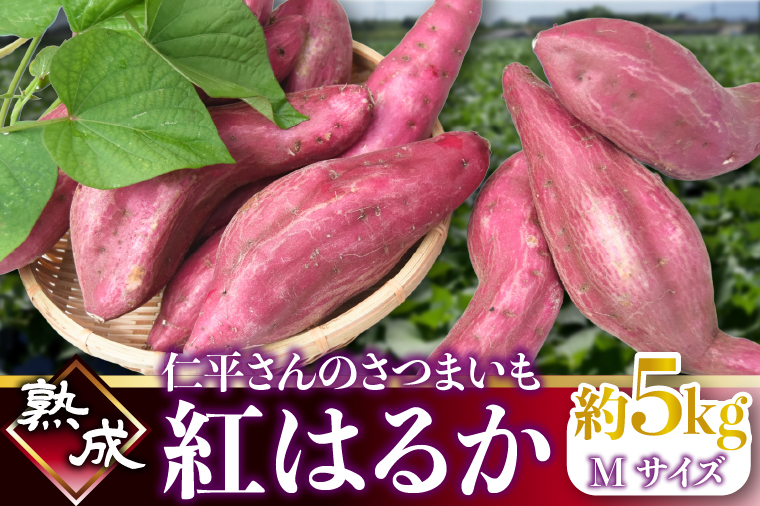 【2026年1月より順次発送】仁平さんの熟成紅はるか 約5kg(Mサイズ・洗い)｜さつまいも サツマイモ さつま芋 いも 紅はるか 熟成さつまいも 熟成 茨城県 行方市(CH-3)