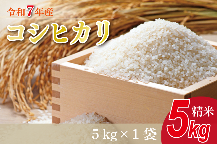 ★新米★R7年産 コシヒカリ 5kg｜米 お米 白米 精米 新米 R7年産 令和7年産 こしひかり コシヒカリ 茨城県 茨城県産 行方市(HA-24)