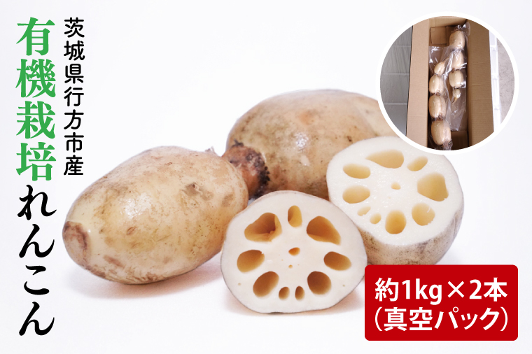 【2025年9月中旬より順次発送】【真空パック】【希少】【洗い】「横瀬農園の有機れんこん」  約２kg（２本入）｜農家直送 レンコン れんこん 茨城県産 野菜 根菜 行方市産 オーガニック 新鮮 栄養豊富 生産量 日本一(HB-1)