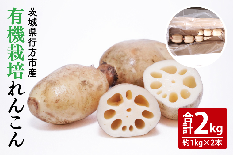 【2025年9月中旬より順次発送】【希少】【洗い】「横瀬農園の有機れんこん」 約２kg（２本入）｜ 農家直送 レンコン れんこん 茨城県産 野菜 根菜 行方市産 オーガニック 新鮮 栄養豊富 生産量 日本一(HB-2)