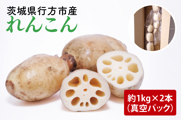 【2025年9月中旬より順次発送】【真空パック】【洗い】「横瀬農園のれんこん」 約２kg（２本入）/ 農家直送 レンコン れんこん 茨城県産 野菜 根菜 行方市産  新鮮 栄養豊富 生産量 日本一(HB-3)