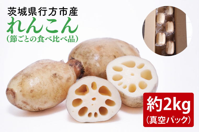 【2025年9月中旬より順次発送】【真空パック】【洗い】【食べ比べ】「横瀬農園のれんこん」（節切り小分け食べ比べ品）約2kg（4～5袋）｜ 農家直送 レンコン れんこん 茨城県産 野菜 根菜 行方市産  新鮮 栄養豊富 生産量 日本一(HB-4)