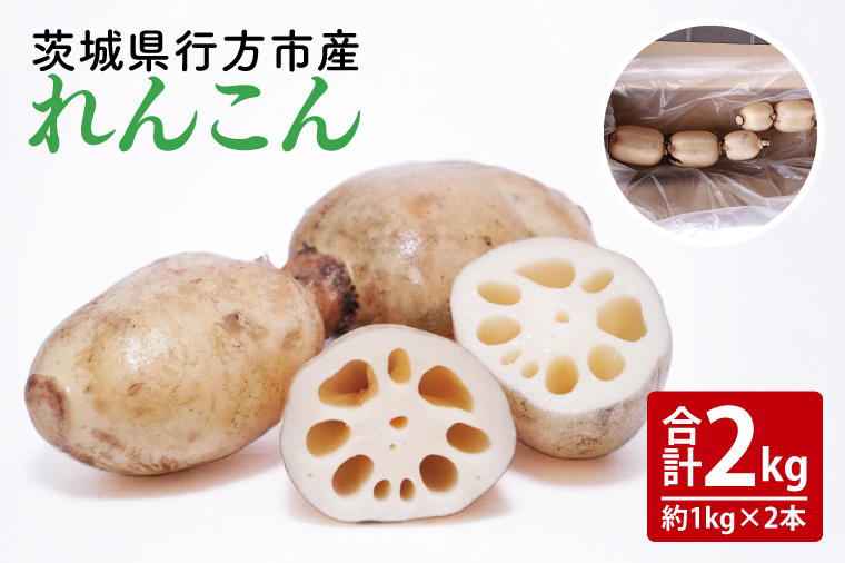 【2025年9月中旬より順次発送】【洗い】「横瀬農園のれんこん」 約２kg（２本入）/ 農家直送 レンコン れんこん 茨城県産 野菜 根菜 行方市産  新鮮 栄養豊富 生産量 日本一(HB-5)