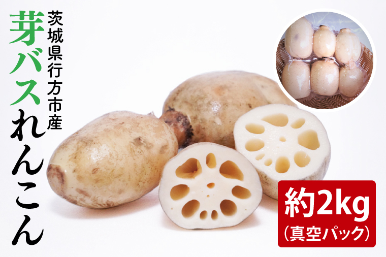 【2025年9月中旬より順次発送】【真空パック】【洗い】【柔らかい】「横瀬農園の芽バスれんこん」 約２kg（400?500ｇ×4?5袋）/ 農家直送 レンコン れんこん 茨城県産 野菜 根菜 行方市産  新鮮 栄養豊富 生産量 日本一(HB-6)