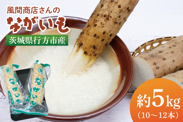 【2025年12月より順次発送】風間商店さんのながいも 約5kg(10～12本)｜ながいも いも 芋 長芋 野菜 やさい 人気 美容 健康 腸活 味噌汁 天ぷら 茨城県 行方市 行方市産(HO-2)