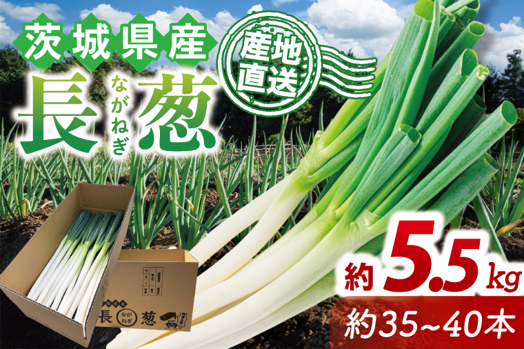 河野農園自慢の新鮮長ねぎ 約5.5kg｜長ネギ 長ねぎ ネギ ねぎ 葱 野菜 やさい 新鮮 茨城県 行方市(HW-2)