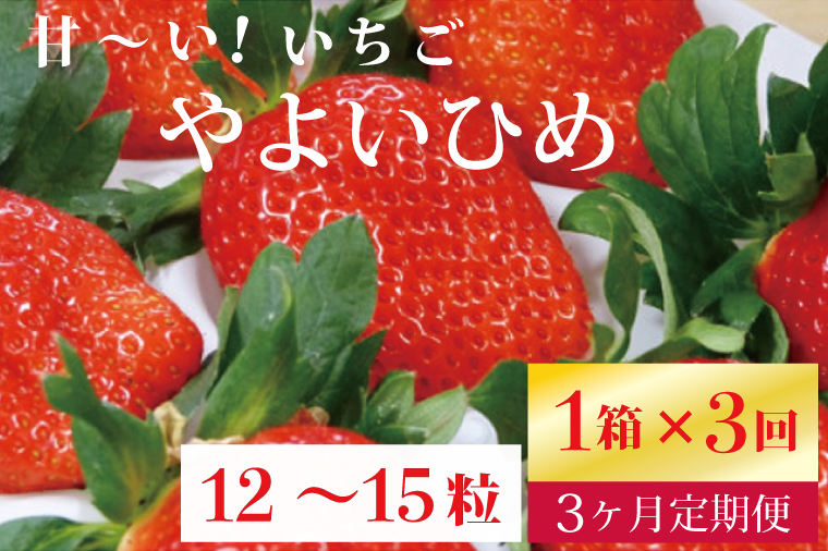 【2026年2月より順次発送】【3ヶ月定期便】甘～い！いちご やよいひめ 1箱(12粒～15粒入り)｜いちご イチゴ 苺 ストロベリー やよいひめ 果物 くだもの フルーツ 定期便 フルーツ定期便 先行予約 茨城県 行方市(V-16)