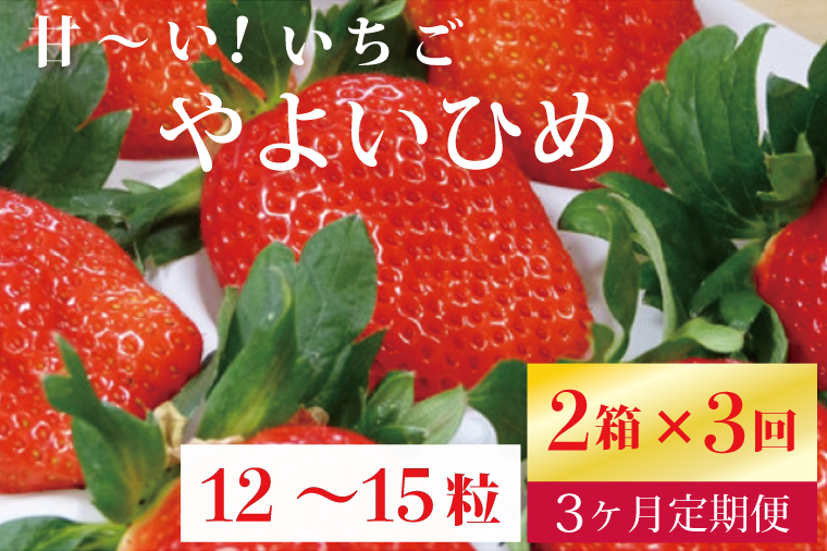 【2026年2月より順次発送】【3ヶ月定期便】甘～い！いちご やよいひめ 2箱(1箱：12粒～15粒入り)｜いちご イチゴ 苺 ストロベリー やよいひめ 果物 くだもの フルーツ 定期便 フルーツ定期便 先行予約 茨城県 行方市(V-2)