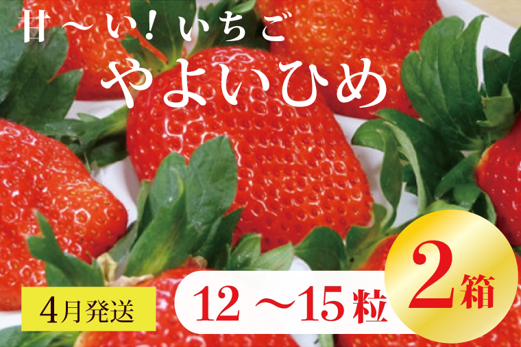 【2026年4月発送】甘～い！いちご やよいひめ 2箱(1箱：12粒～15粒入り)｜いちご イチゴ 苺 ストロベリー やよいひめ 果物 くだもの フルーツ 先行予約 茨城県 行方市(V-8)