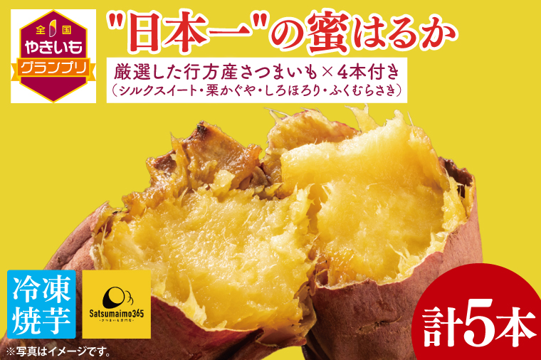 【2025年3月下旬より順次発送】【Satsumaimo365】【さつまいも博/全国やきいもグランプリ 3度の日本一】【全国やきいもグランプリ チャンピオン】【数量限定】“日本一"の蜜はるか 1本 ＋厳選した行方産さつまいも 4本（シルクシート、栗かぐや、しろほろり、ふくむらさき） | 日本一 焼き芋店 ふるさと納税 焼き芋 神戸芋屋 志のもと 甘い 蜜はるか（YA-2）