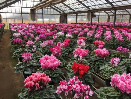 【2025年10月中旬より順次発送】シクラメン(5号鉢) 4鉢セット｜シクラメン 花 季節の花 須貝花園 先行予約 茨城県 行方市(C-4)